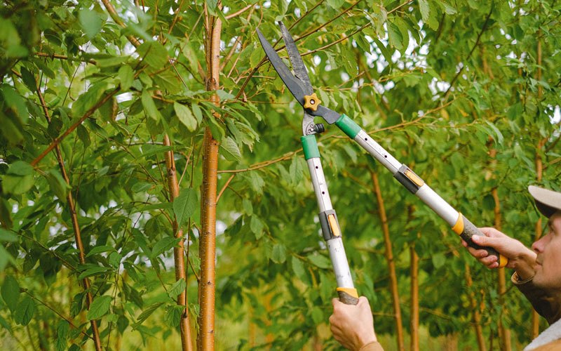 Tree trimming in Miles City, MT